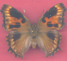 Nymphalis polychloros aberation (Internet Image property of respective owner, non-commercial use only)